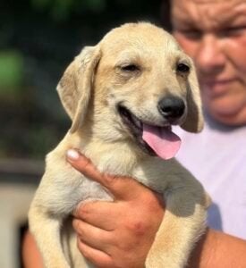AIN: Nala, Dieren en Toebehoren, Honden | Niet-rashonden, Middel, Teef, Handelaar, Eén hond, Buitenland, 15 weken tot 1 jaar, CDV (hondenziekte)
