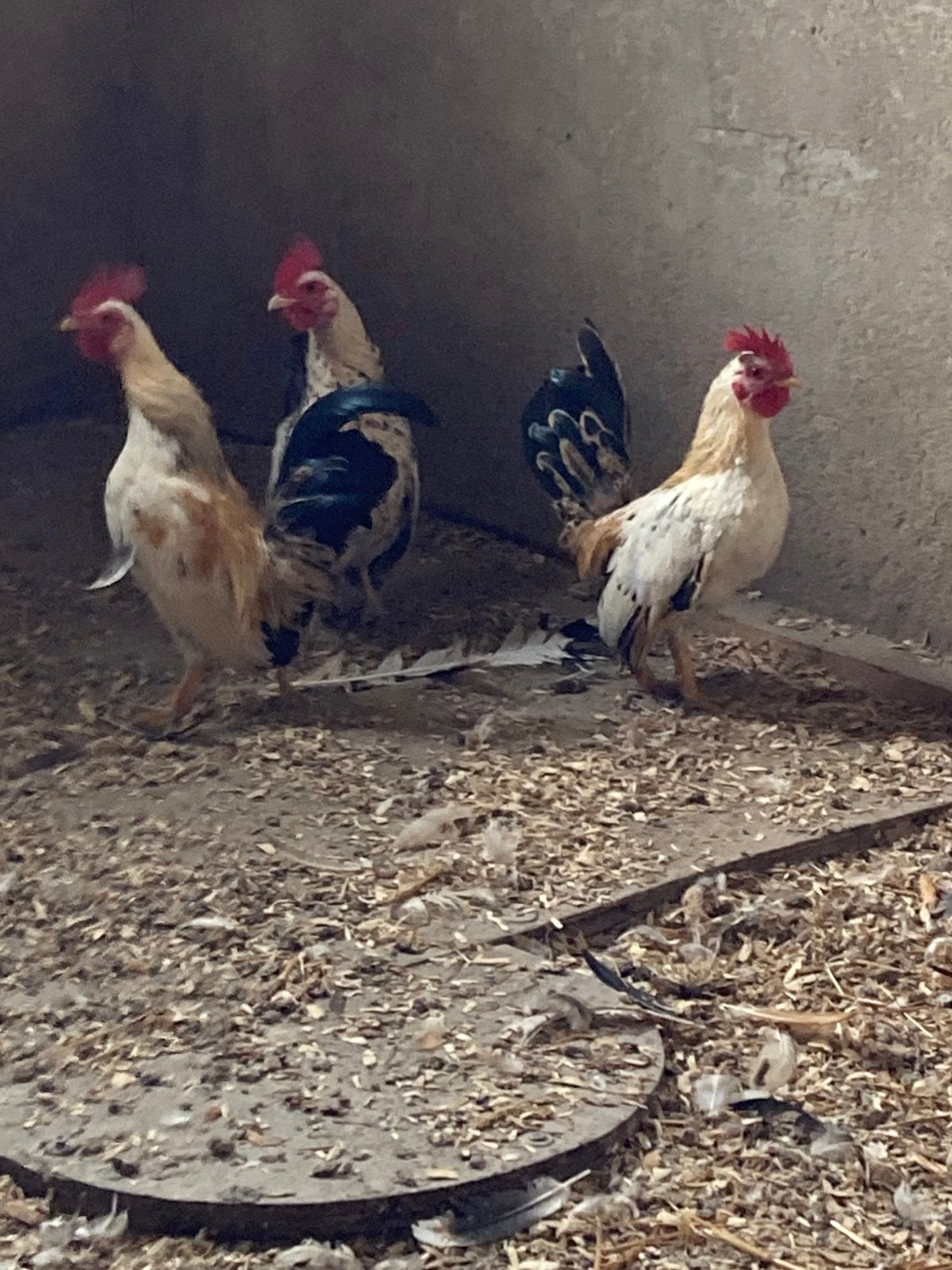 Serama, Dieren en Toebehoren, Mannelijk, Kip