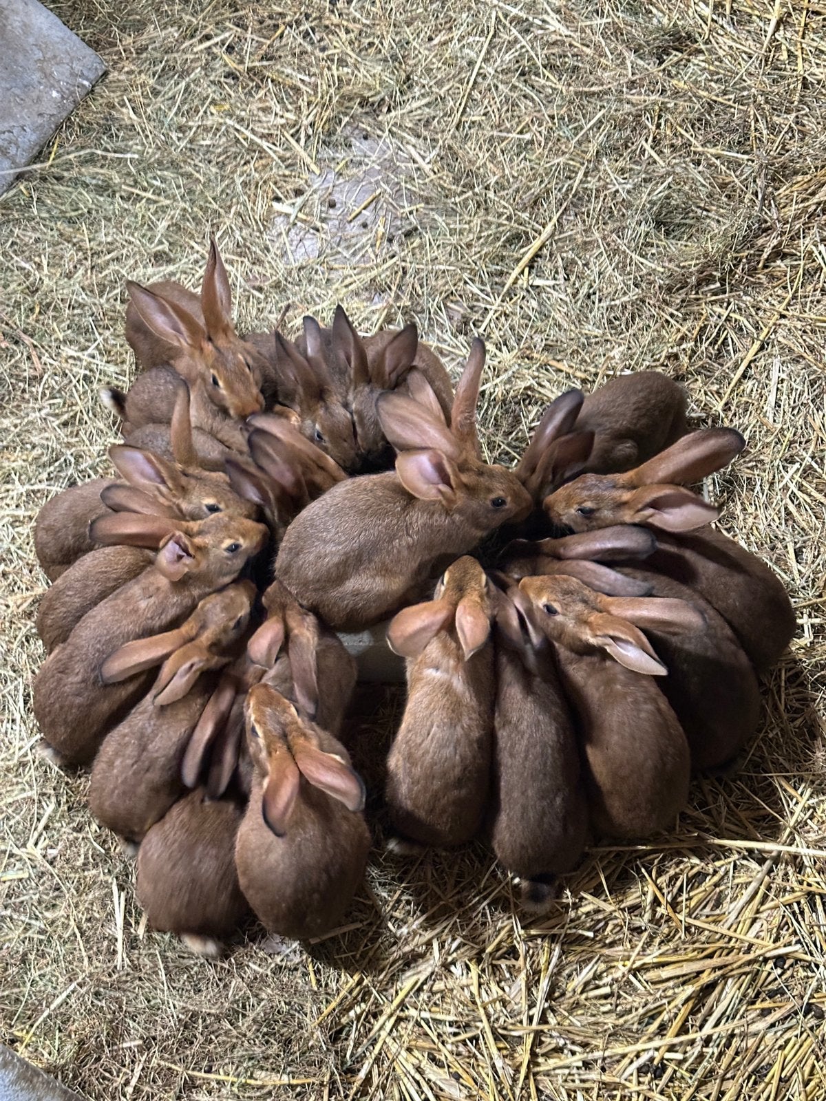 Slachtkonijnen., Dieren en Toebehoren, Meerdere dieren, Middelgroot