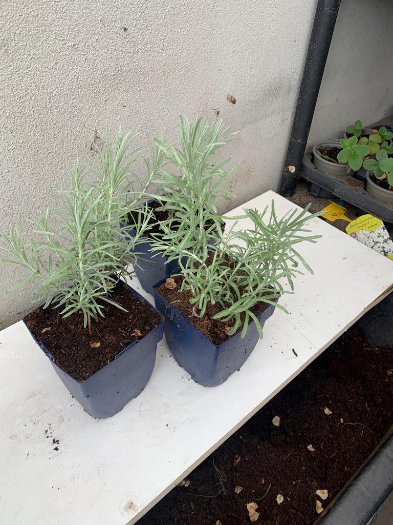 Ts koop kerrie planten, Ophalen, Overige soorten