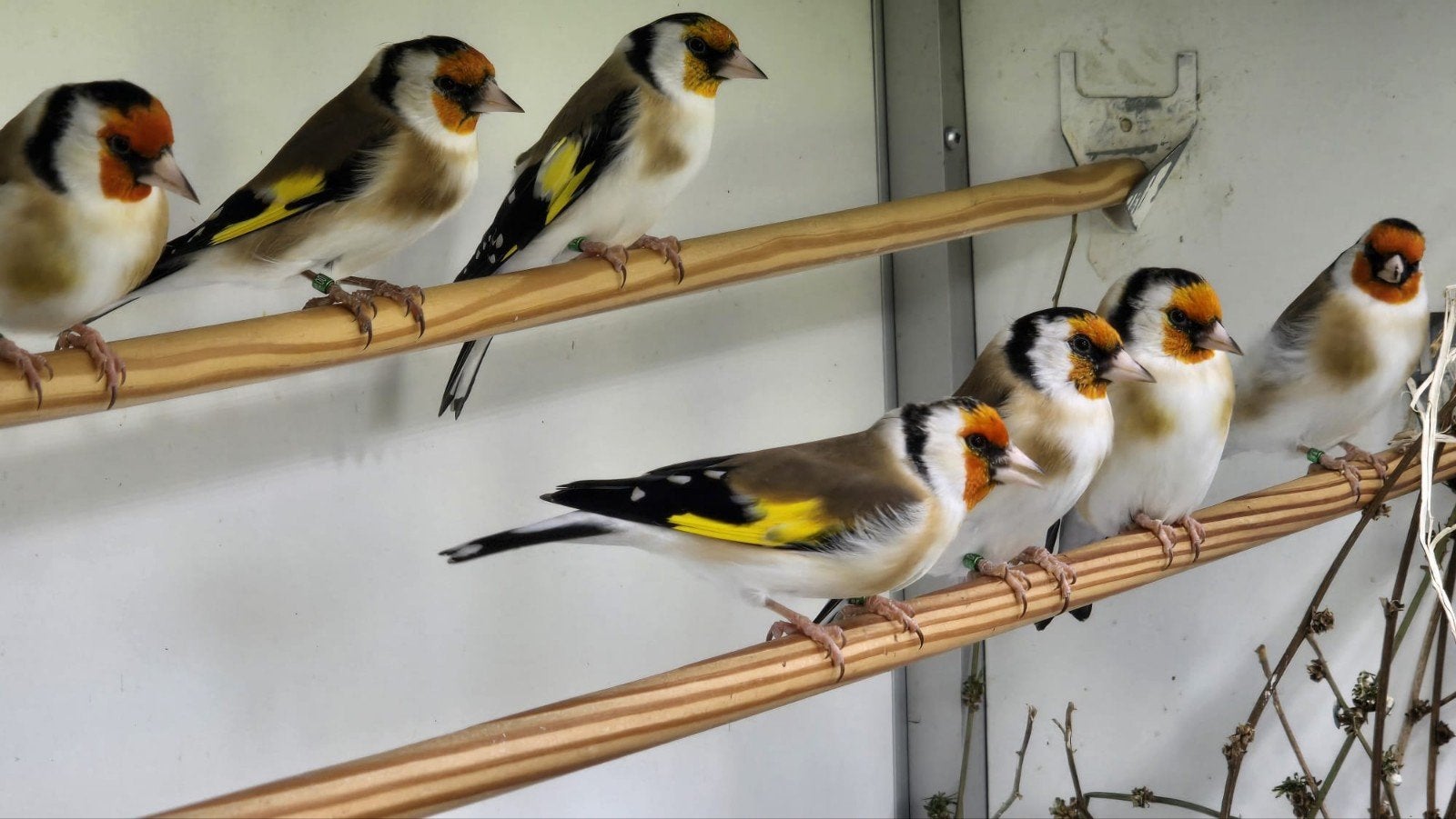 mayor putter wildkleur 2026, Meerdere dieren, Wildzangvogel, Geringd