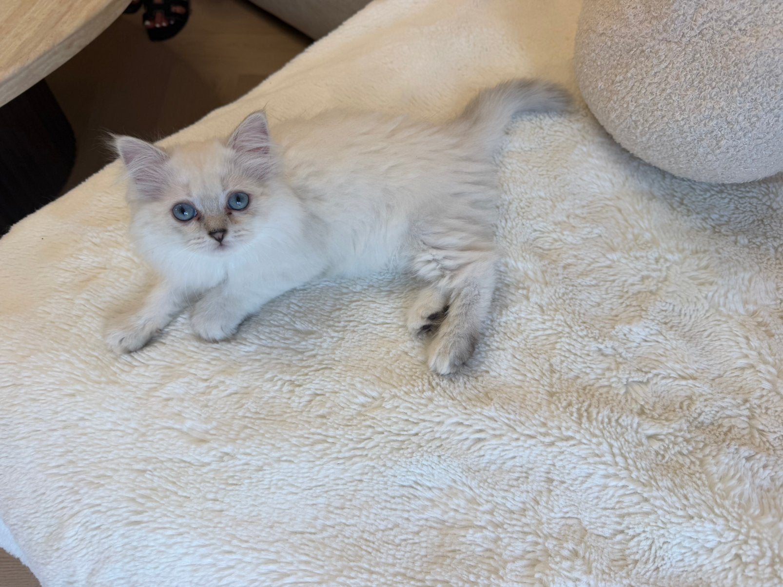 Unieke Britse Langhaar/Ragdoll kittenSpeels,aanhankelijk, Overige rassen, Teef, Eén hond, Nederland