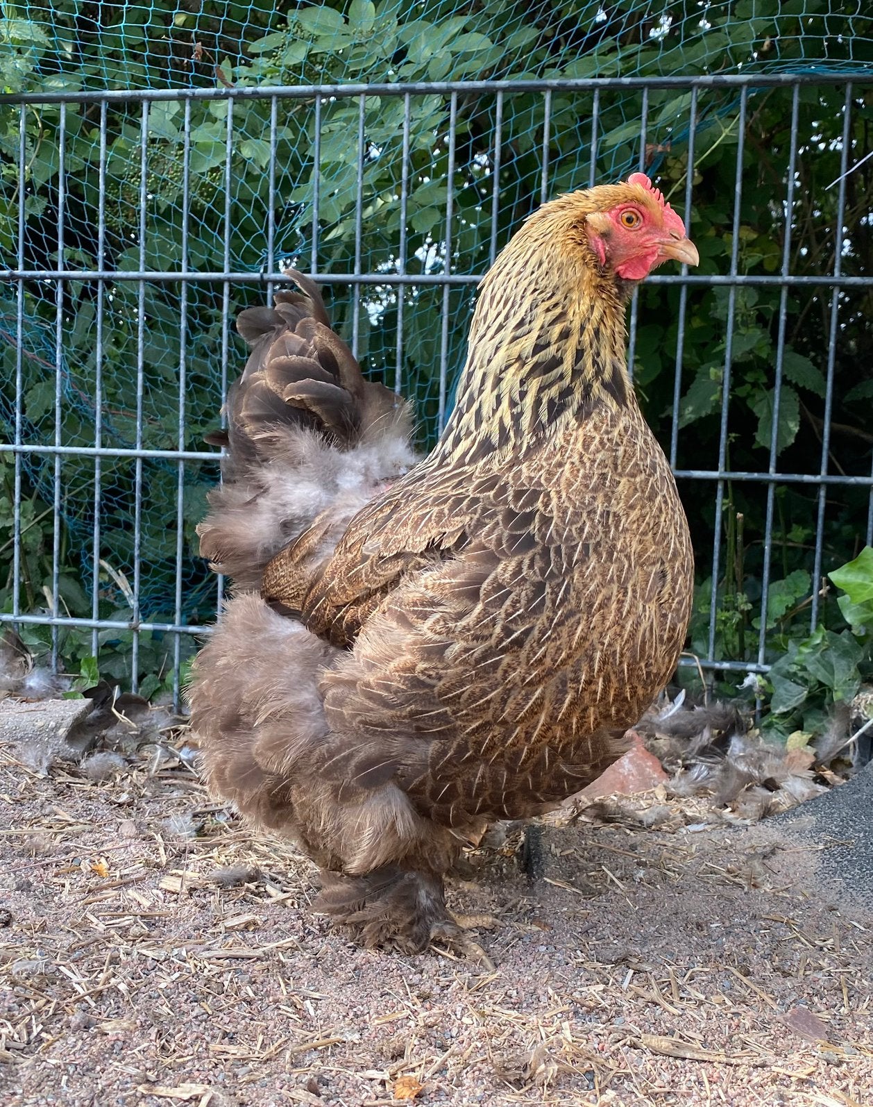 1-3 Cochin groot, Dieren en Toebehoren, Pluimvee, Kip, Meerdere dieren