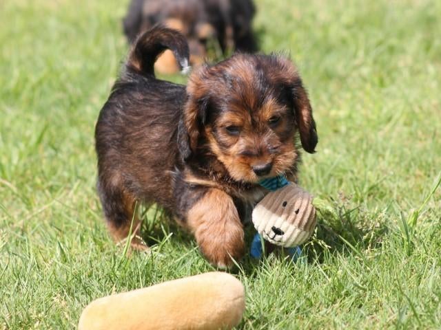 Leuke Poogle pups., Dieren en Toebehoren, Nederland, Parvo, Overige rassen, 8 tot 15 weken