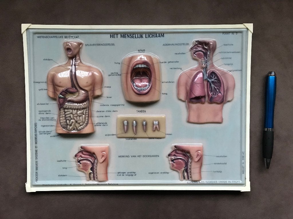 Kleine Anatomische Schoolplaat Reliefplaat Jaren zestig, Ophalen of Verzenden, Natuur en Biologie