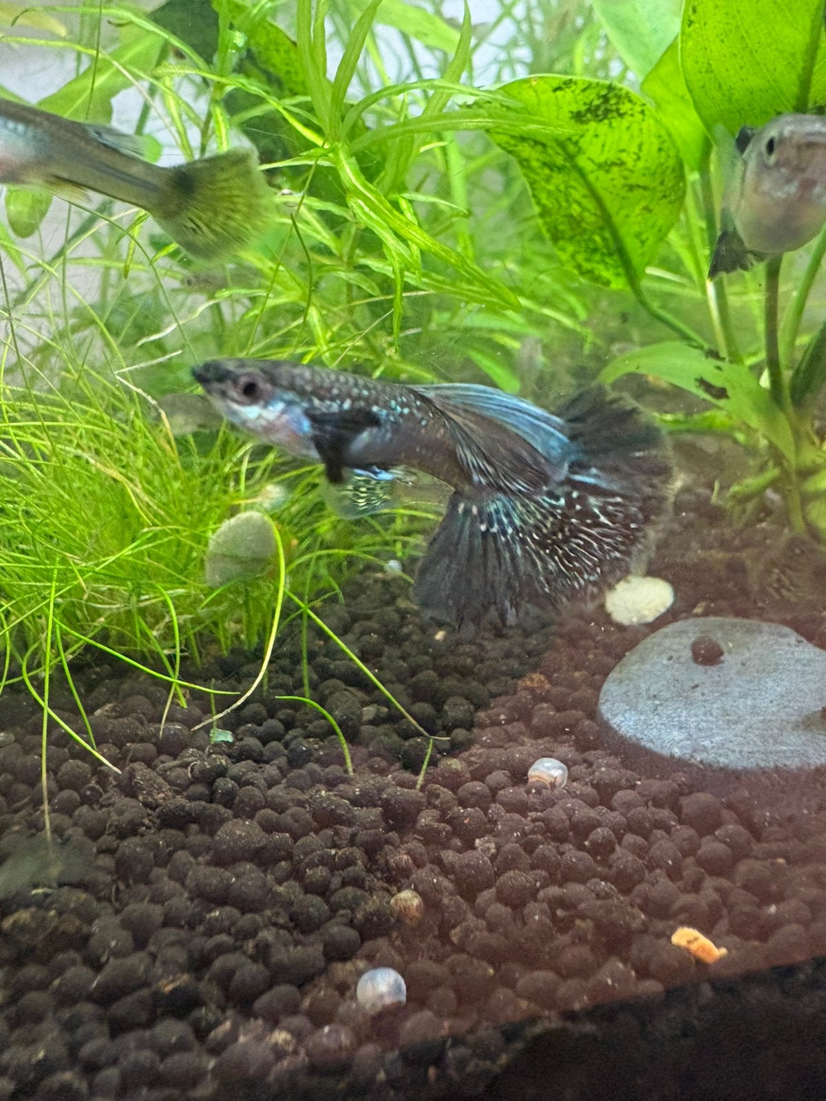 (Kweek)trio Green Dragen Guppen, Vis, Zoetwatervis