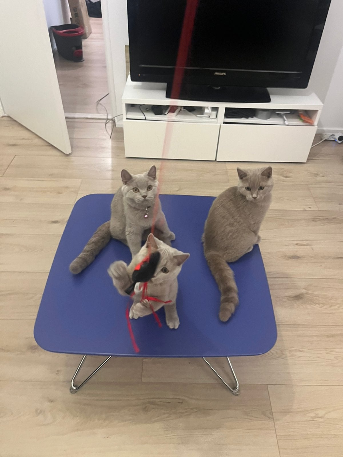 Britse korthaar kittens 4 Maanden, Meerdere dieren, Kortharig, 0 tot 2 jaar
