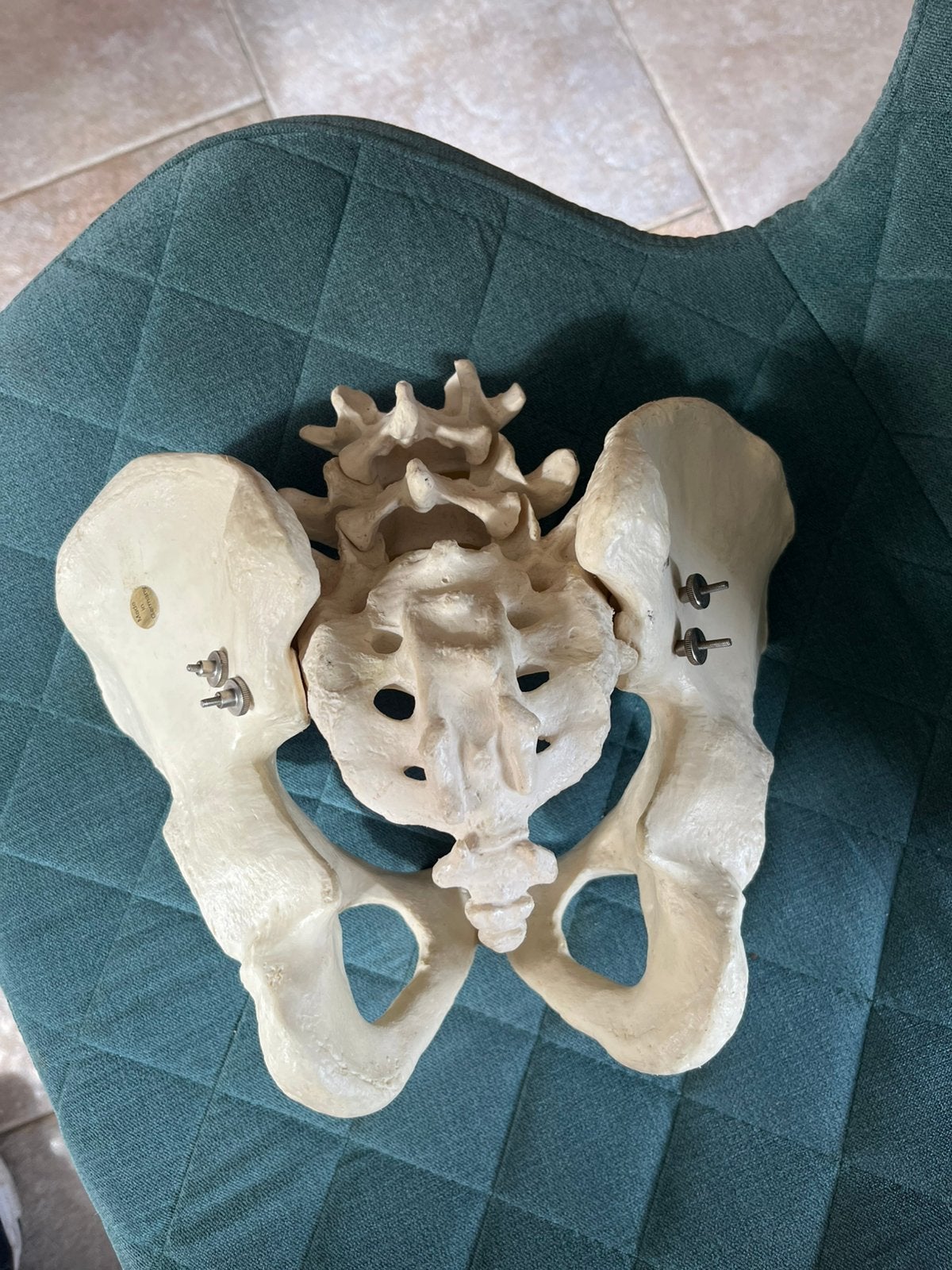 Anatomisch bekken, Ophalen of Verzenden, Zo goed als nieuw, Overige typen