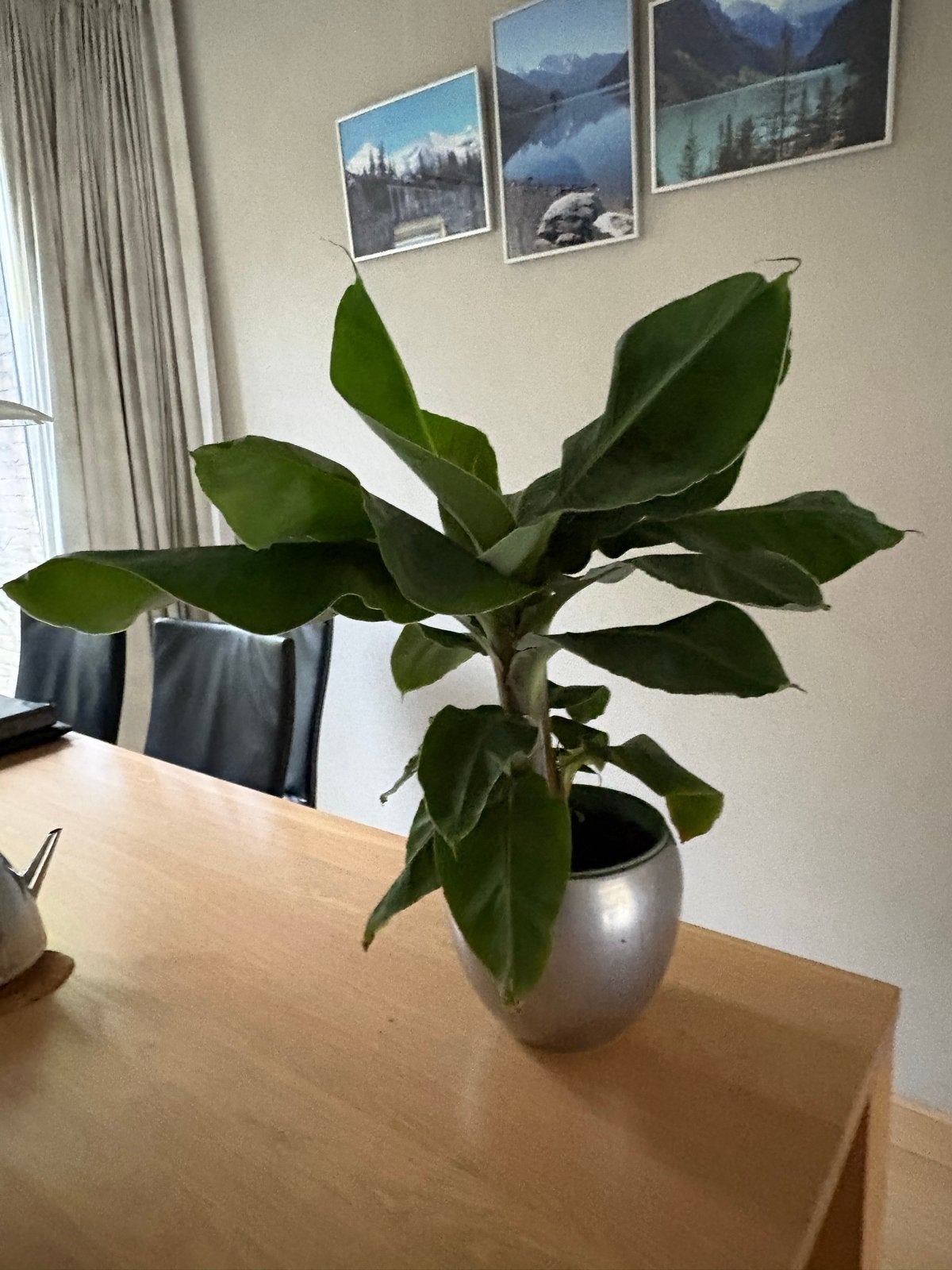 Bananenplant (Musa) inclusief pot - 70 cm hoog, Ophalen, Overige soorten, In pot, Minder dan 100 cm