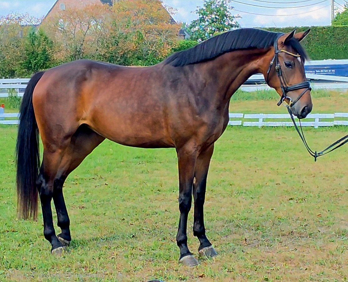 bloed knap en extra bewegen, Merrie, Met stamboom, Dressuurpaard, Zadelmak