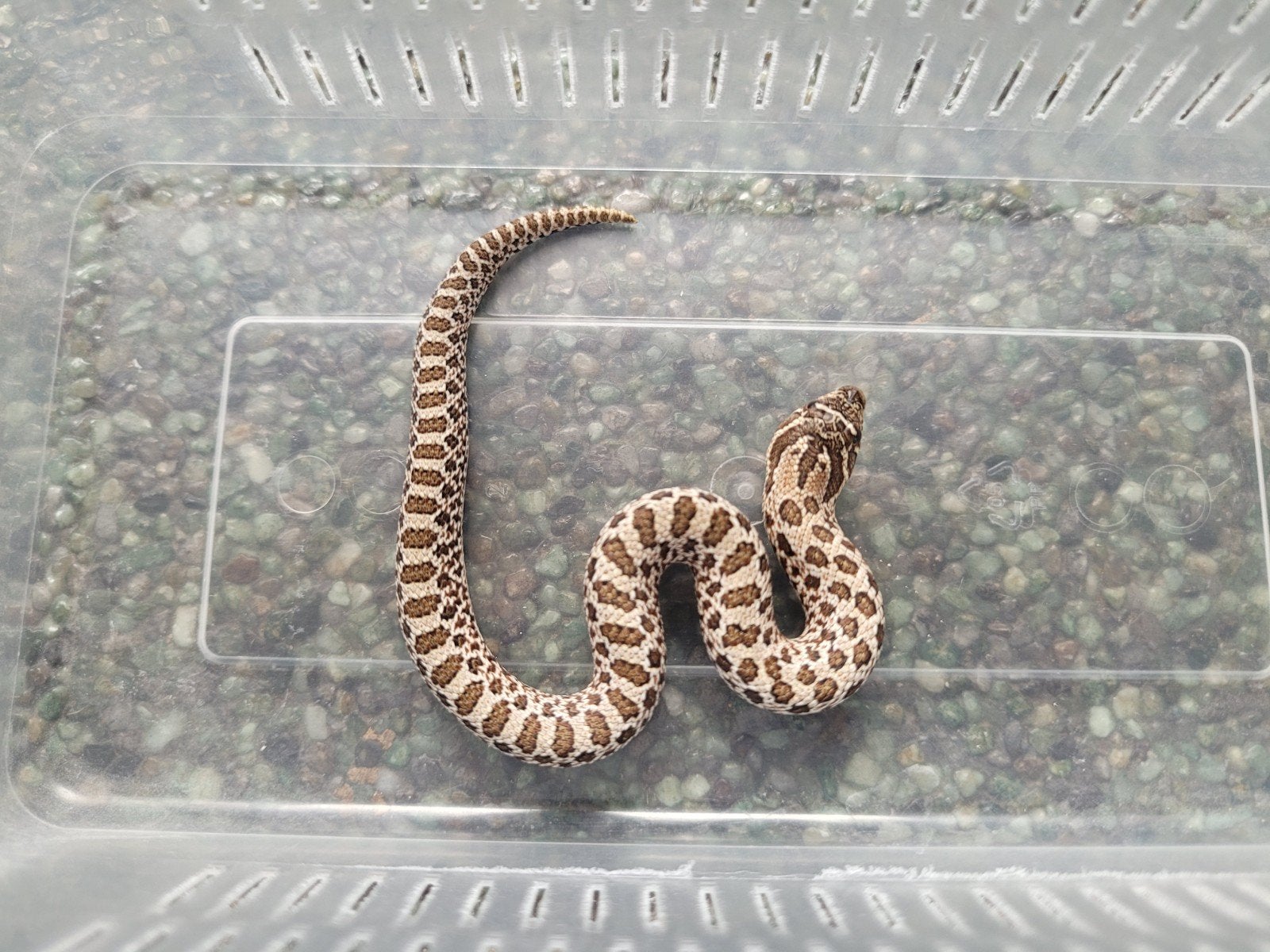 Heterodon Nasicus/haakneusslang Arctic vrouw, 0 tot 2 jaar