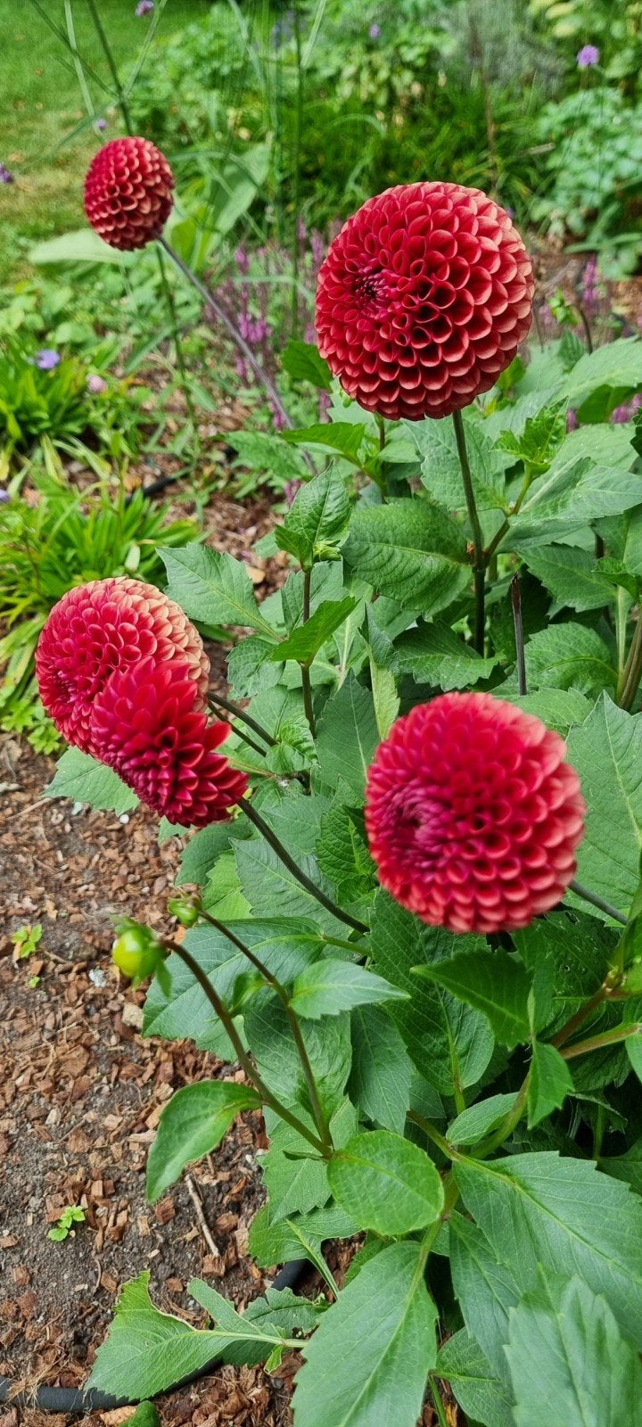 Mooie Dahlia's, Tuin en Terras, Ophalen, Zomer, Vaste plant, Volle zon