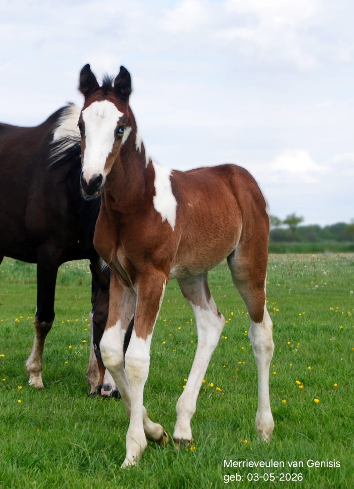 Lieve, makke bonte veulens, paints, Dieren en Toebehoren, Paarden, 160 tot 165 cm, 0 tot 2 jaar