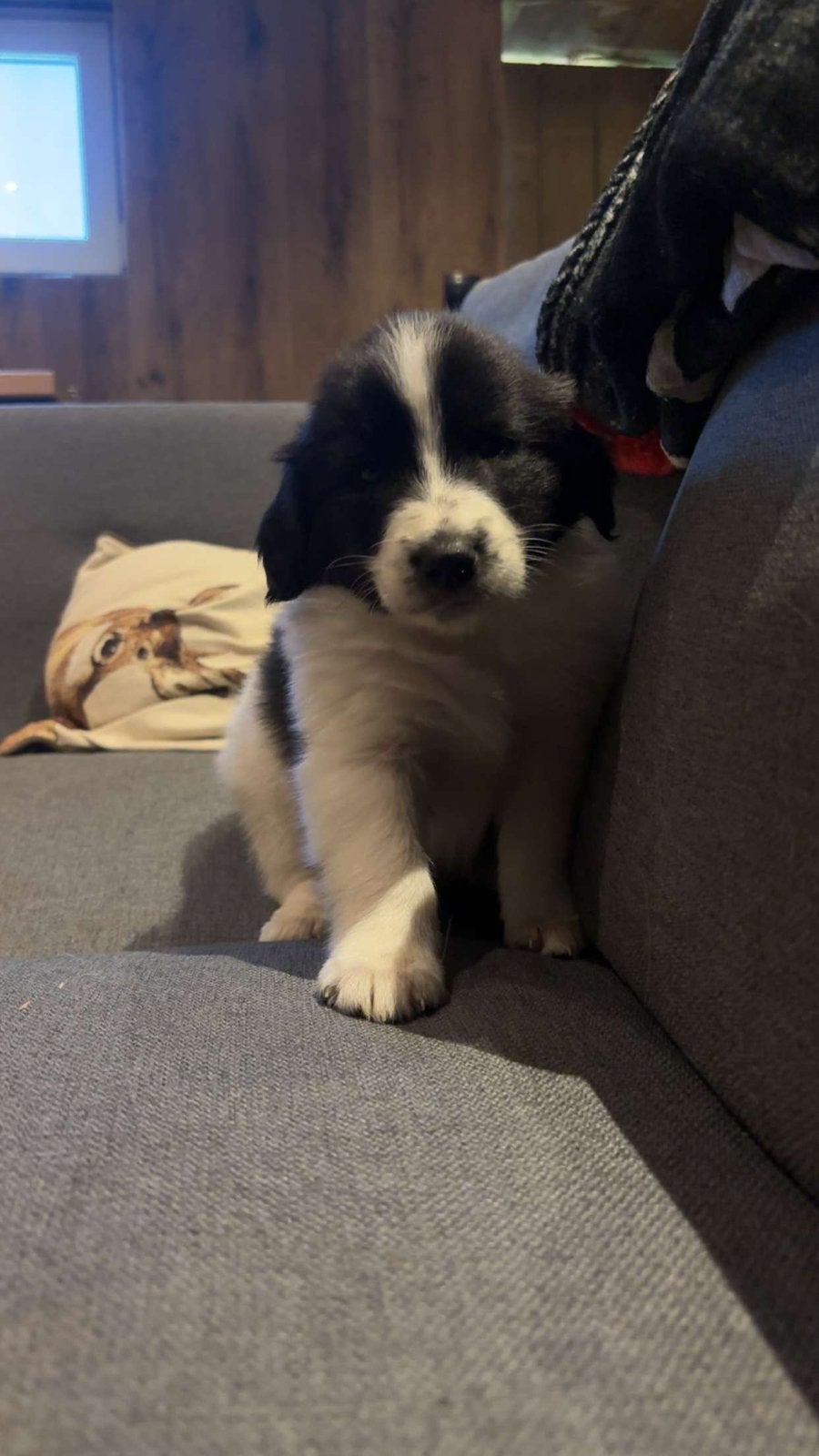 Nog 1 leuke puppy, Dieren en Toebehoren, België, Particulier, CDV (hondenziekte), 8 tot 15 weken