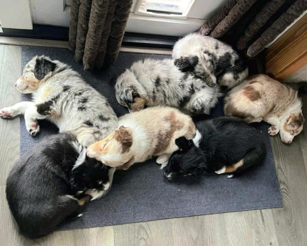 Lieve sociale pups Australian Shepherd x Bordercollie pups, Dieren en Toebehoren, Honden | Herdershonden en Veedrijvers, 8 tot 15 weken