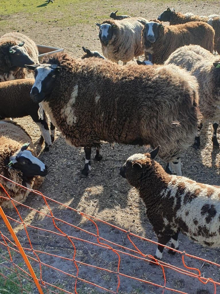 Baggerbonte schapen ram, Mannelijk, Schaap