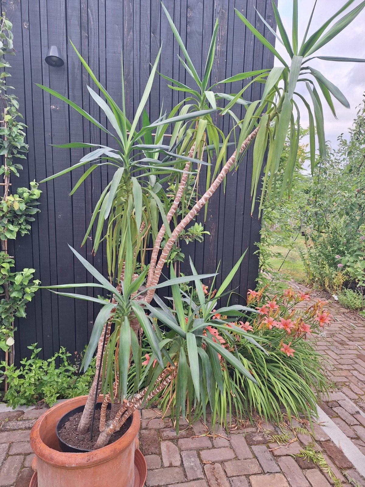 Grote Yucca / Palmlelie 2+ meter hoog!, Ophalen, 200 cm of meer, Halfschaduw, Yucca