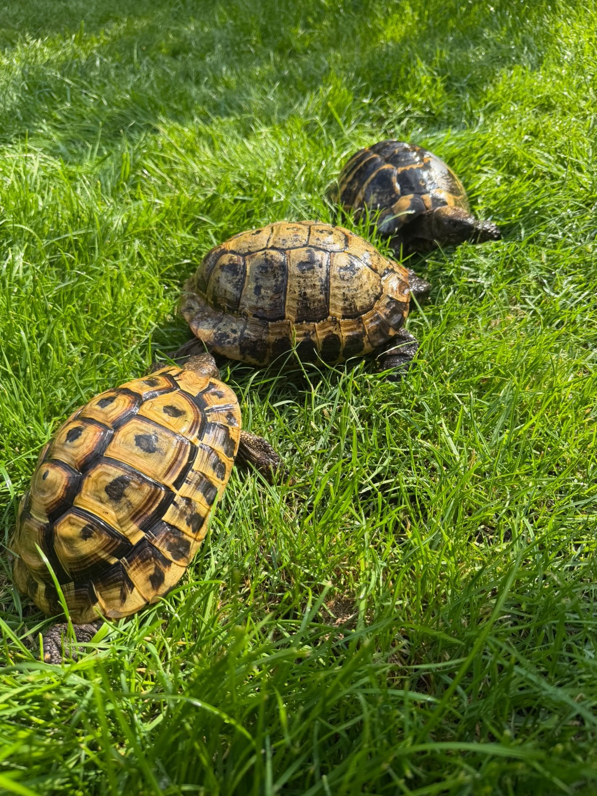 Griekse landschildpadden te koop Tortoise - male for sale from Mitch