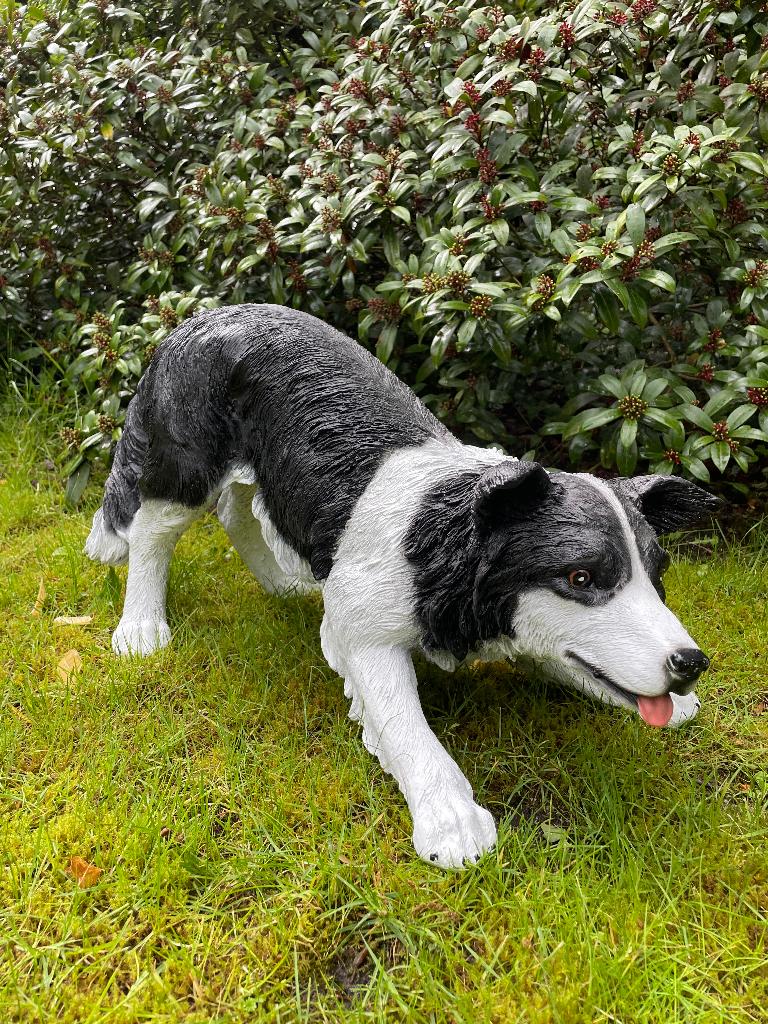 (Tuin)beeld Bordercollie, hond, tuin, kennel 60cm, Tuin en Terras, Tuinbeelden, Ophalen, Nieuw, Kunststof, Dierenbeeld