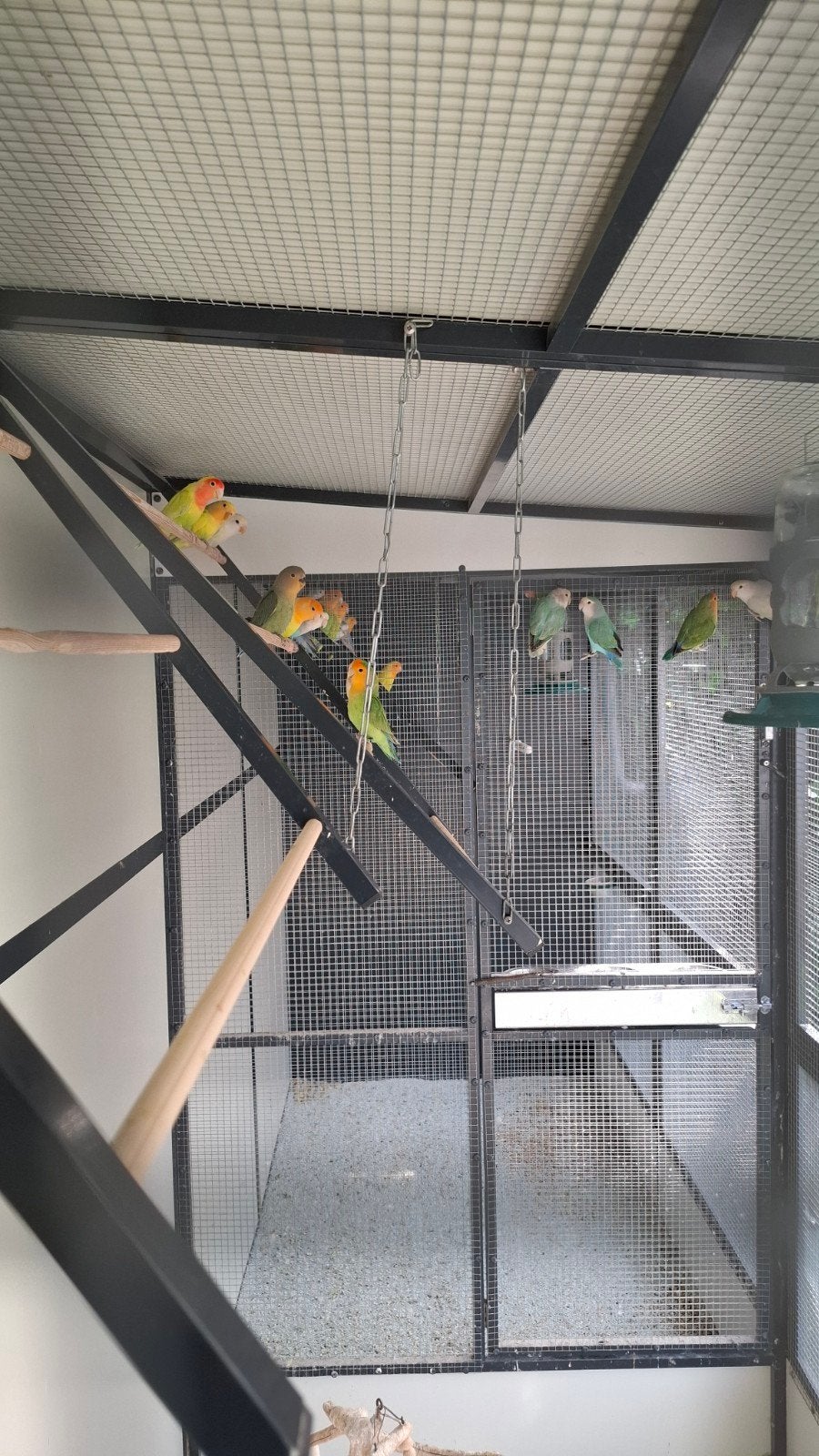 Diverse jonge roseicollis, Dieren en Toebehoren, Geslacht onbekend, Dwergpapegaai of Agapornis, Geringd