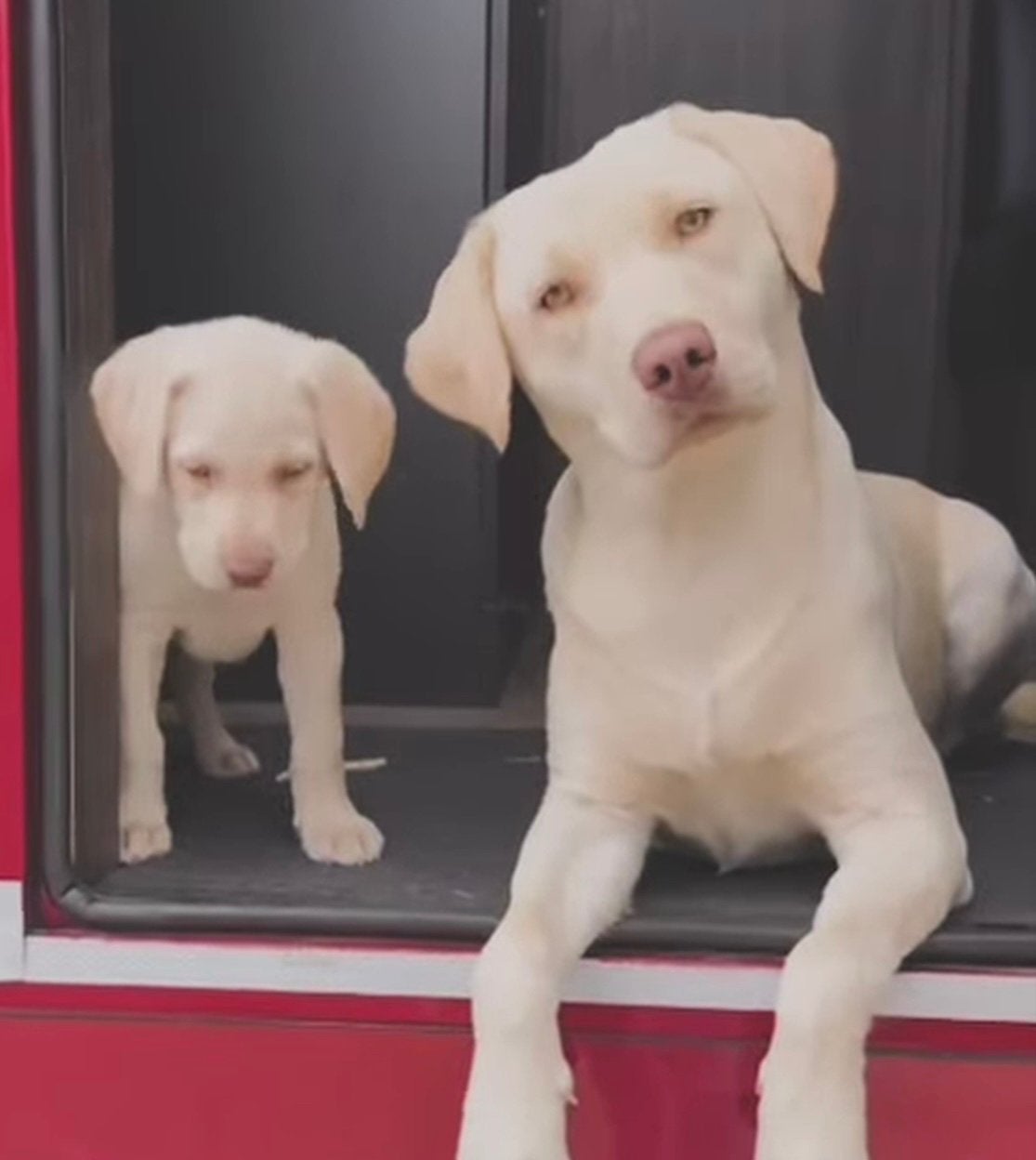 witte labrador pups labmaraner, Nederland, 8 tot 15 weken, Labrador retriever, Parvo