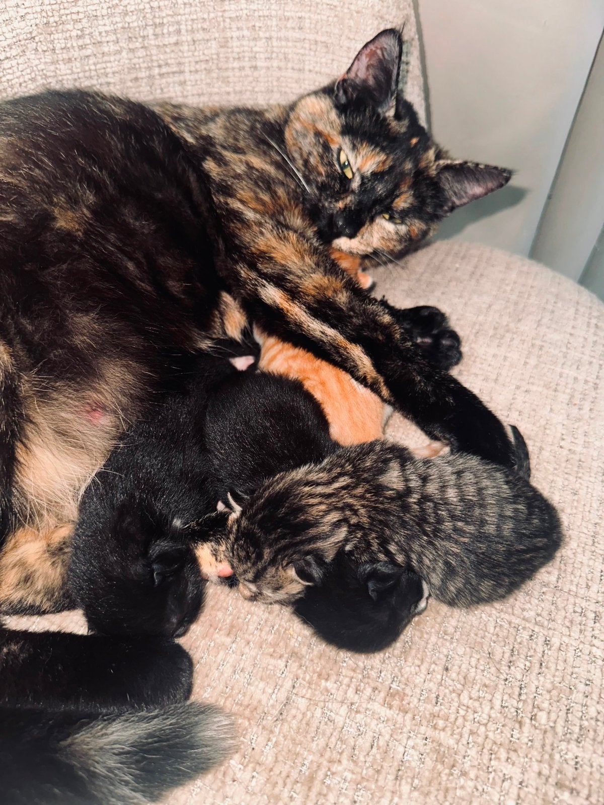 Kittens, Poes, Kortharig