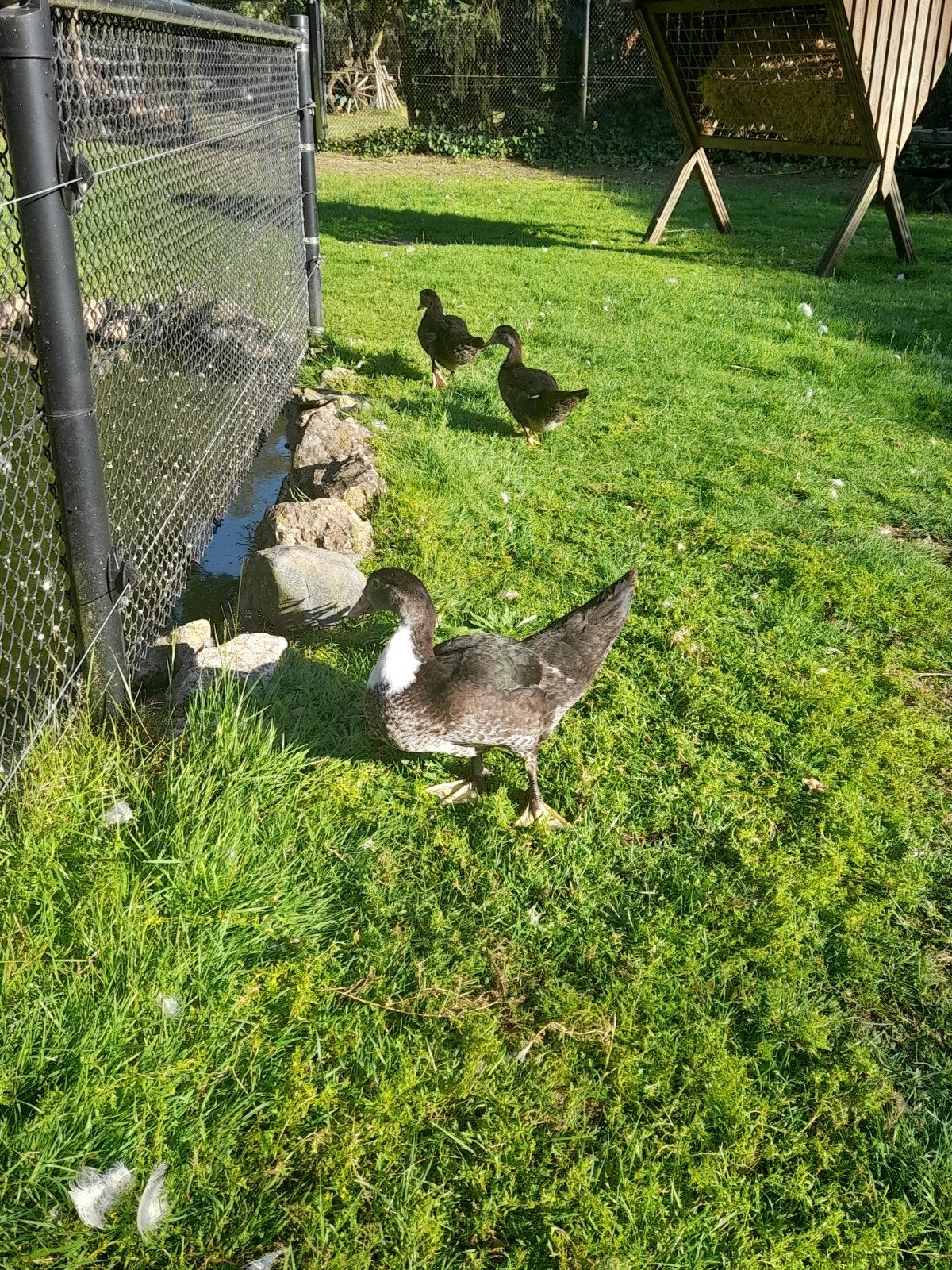 Mooie muskuseenden te koop!, Dieren en Toebehoren, Meerdere dieren, Eend