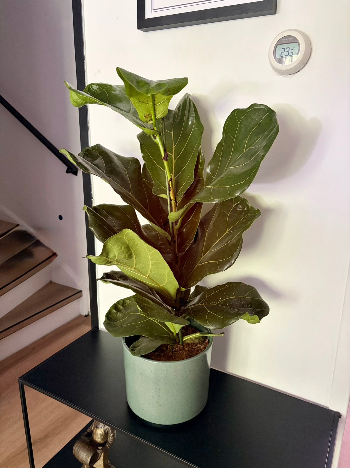 Ficus lyrata, Ophalen, Ficus, Halfschaduw, Minder dan 100 cm