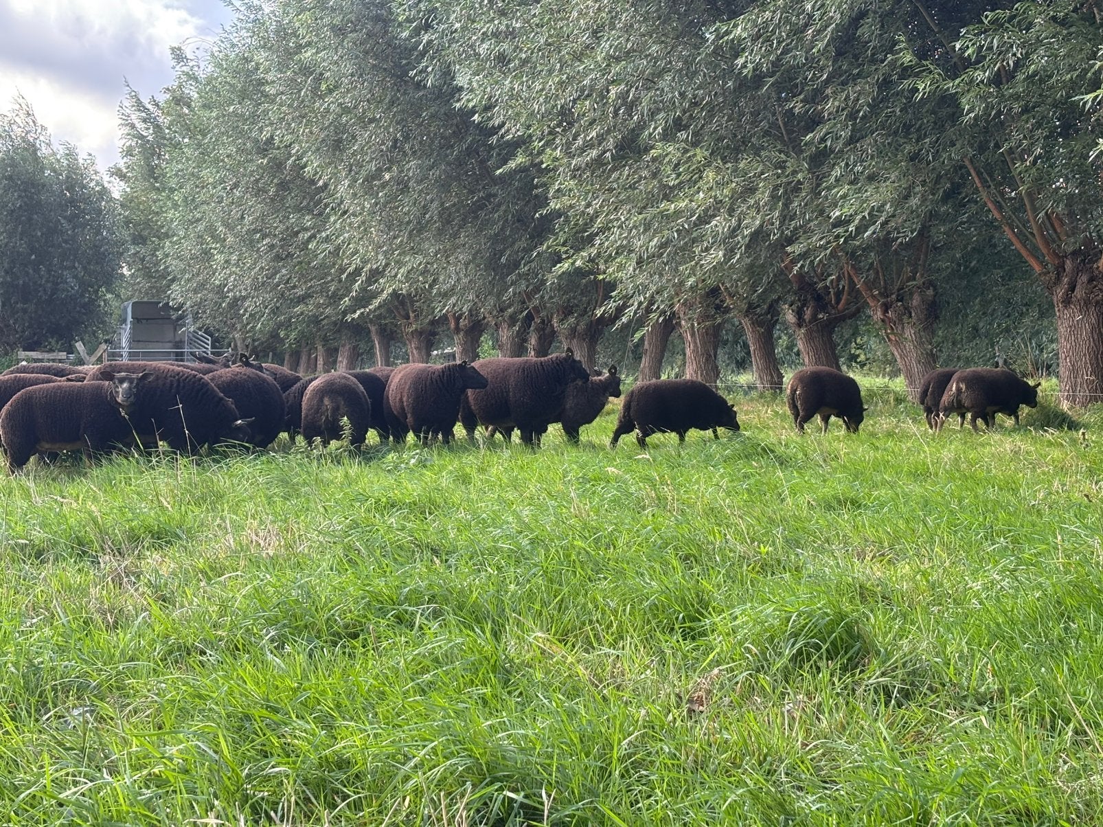 Beste stamboek ooi lammeren, Dieren en Toebehoren, Schapen, Geiten en Varkens, Meerdere dieren, Schaap