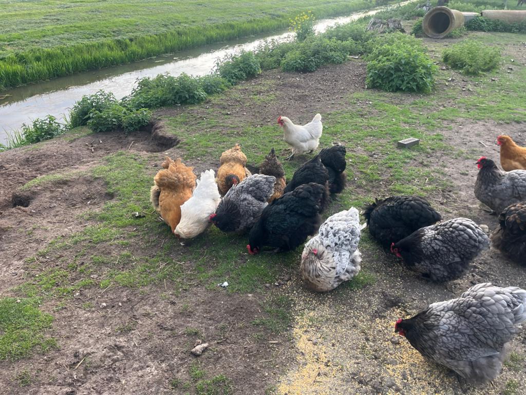 Orpington kippen, Dieren en Toebehoren, Vrouwelijk, Kip