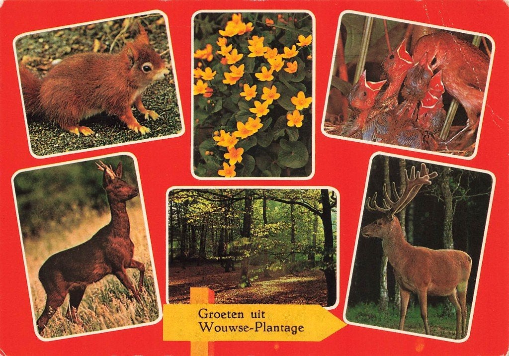Groeten uit Wouwse-Plantage, Verzamelen, Ophalen of Verzenden, 1980 tot heden, Gelopen, Noord-Brabant