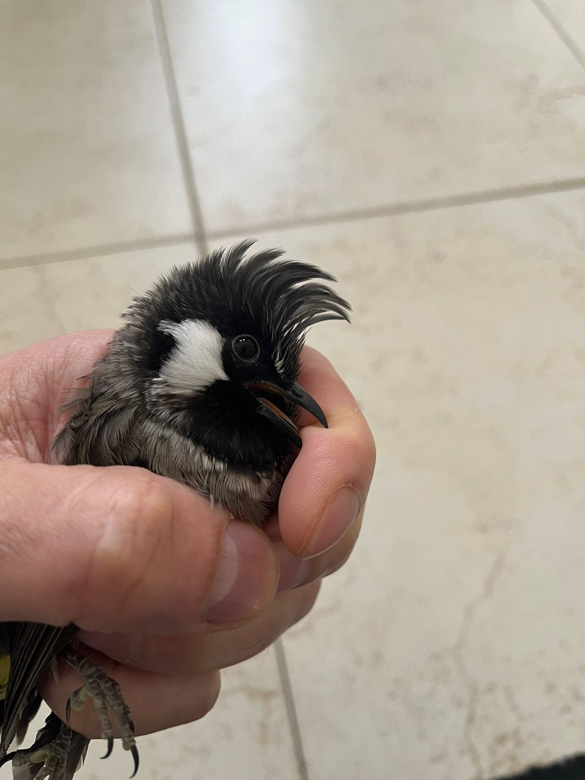 himalaya buulbuul koppel, Dieren en Toebehoren, Wildzangvogel