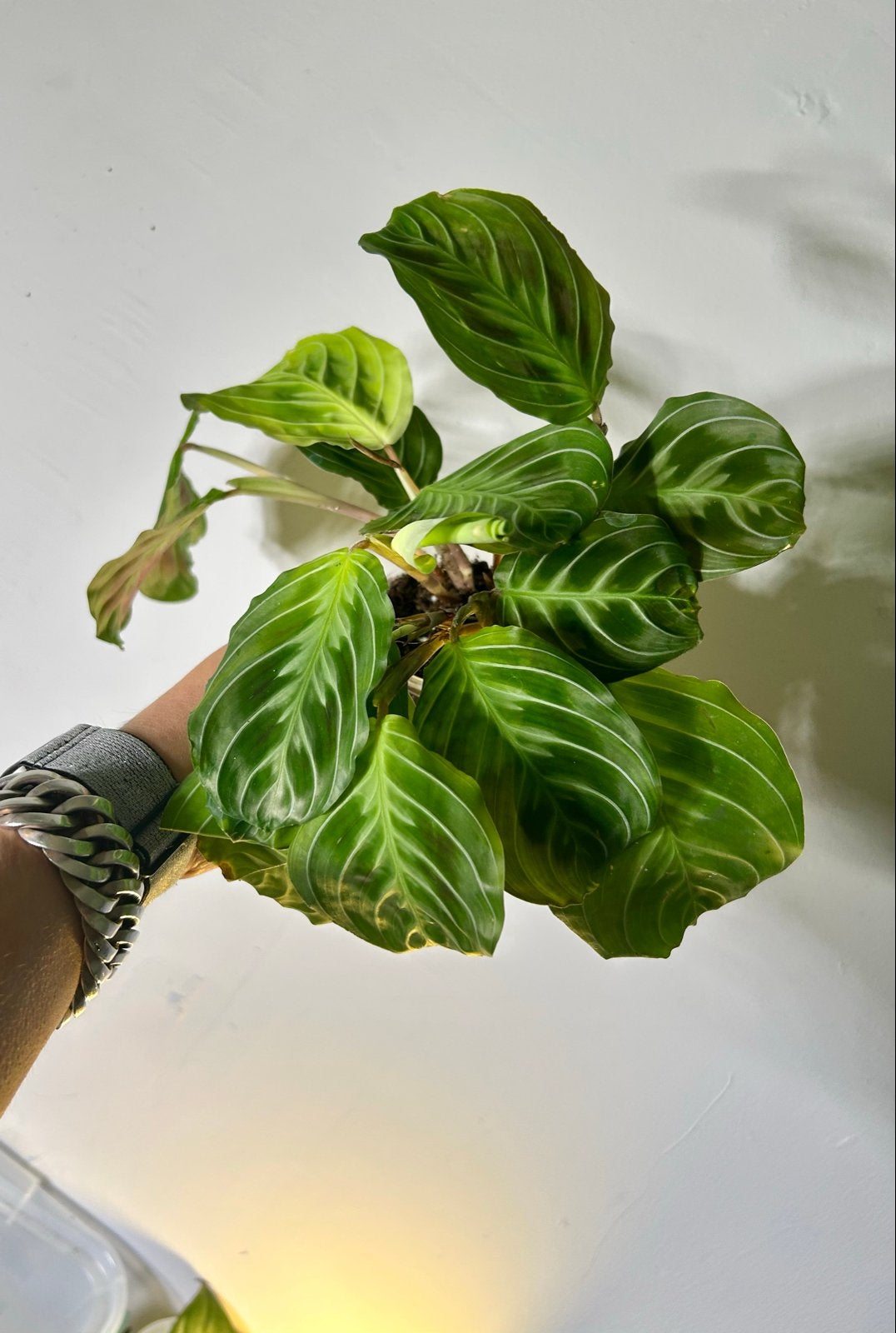 Mooie Maranta noid (nummer 2), Huis en Inrichting, Ophalen of Verzenden, Halfschaduw, Minder dan 100 cm