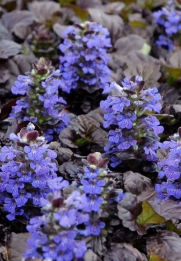 Ajuga rep. Black scallop P9, Ophalen of Verzenden, Vaste plant, Bodembedekkers, Halfschaduw