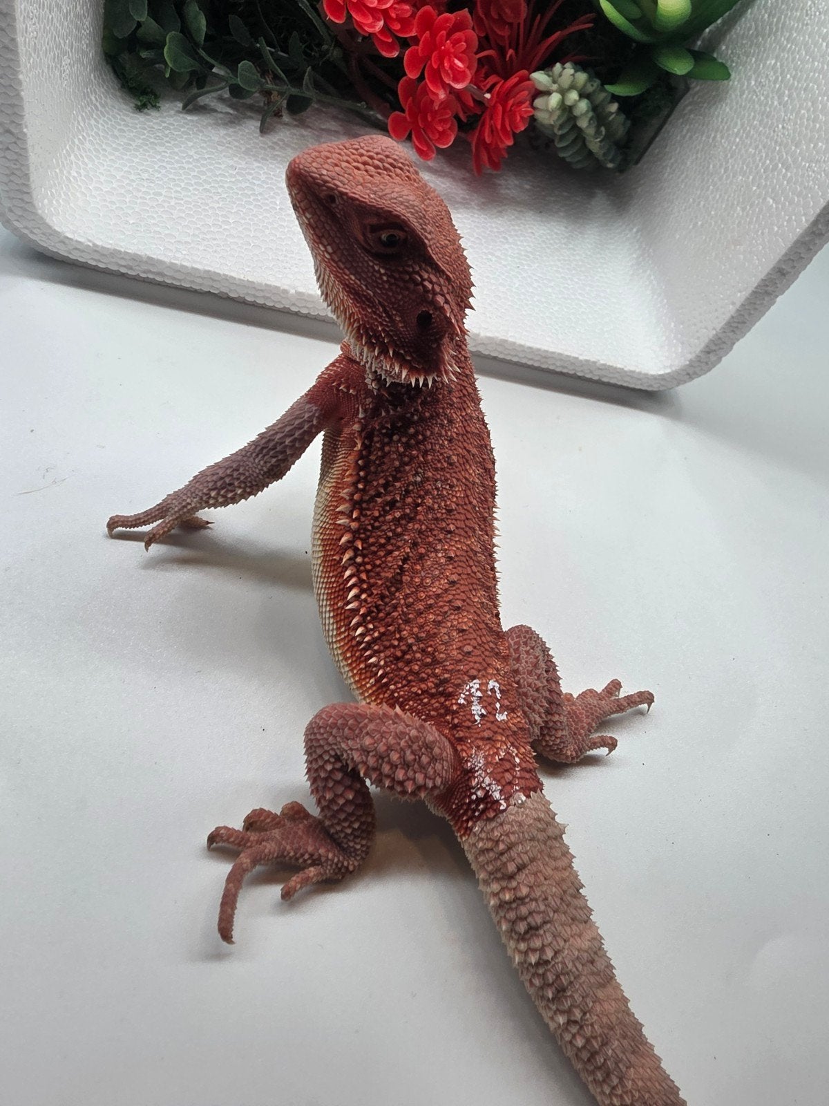 red monster, hypo, man, Hagedis, 0 tot 2 jaar