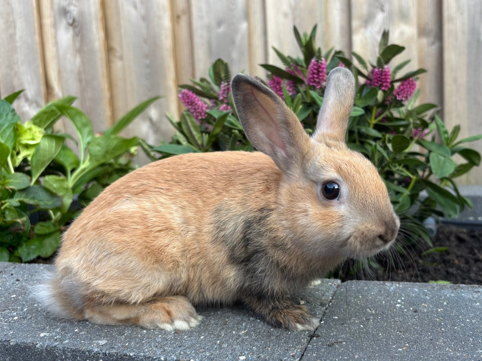 Gecastreerde ram 12 weken oud, Dieren en Toebehoren, Konijnen, Mannelijk, Klein, 0 tot 2 jaar