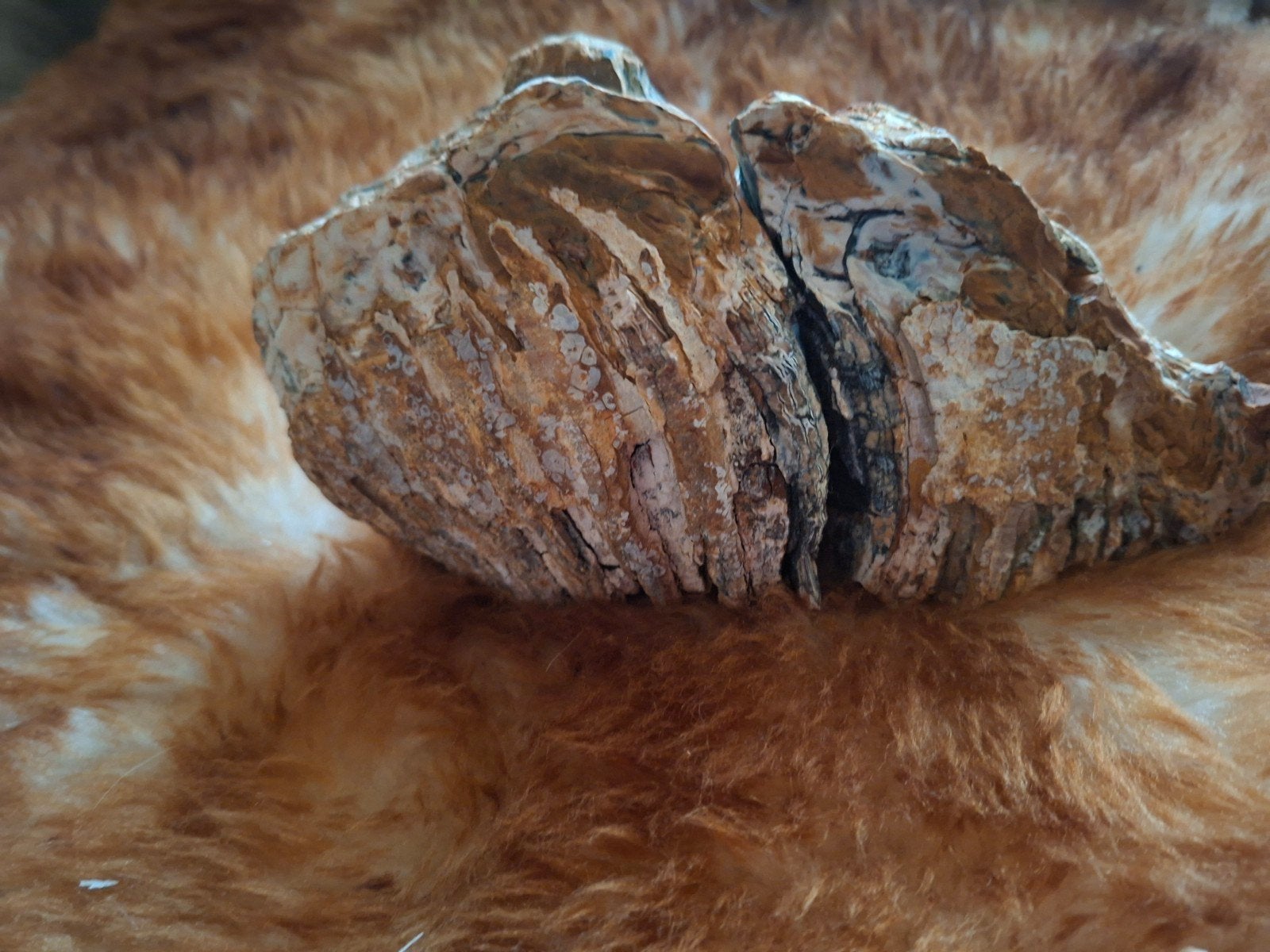 Wolharige Mammout kies, Ophalen