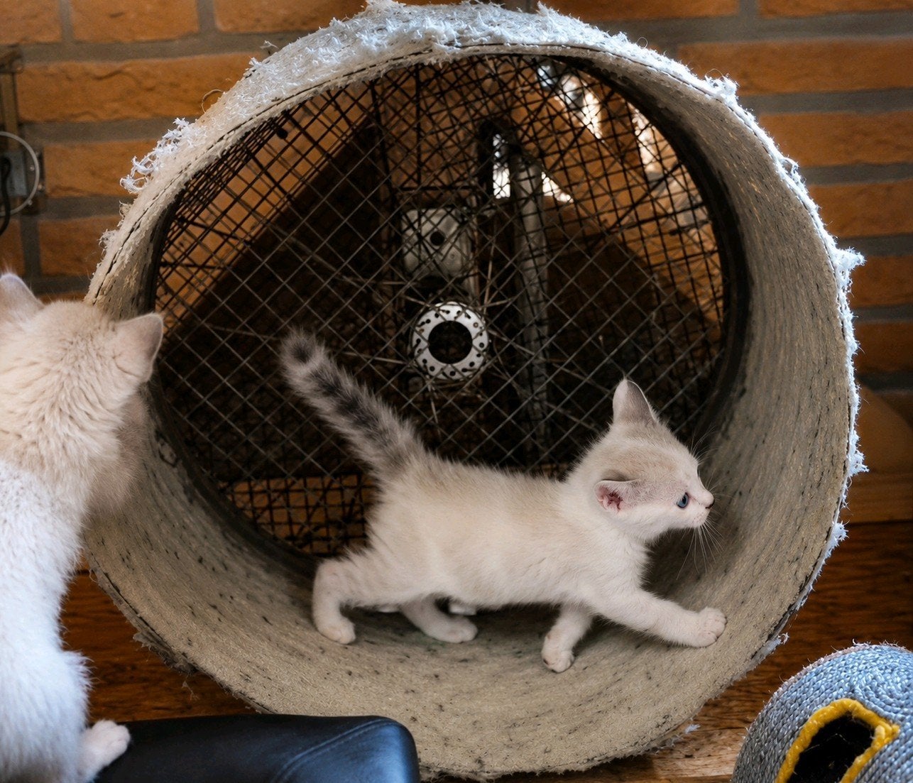 Zeer lieve en aanhankelijke kittens, Meerdere dieren, Ontwormd, 0 tot 2 jaar