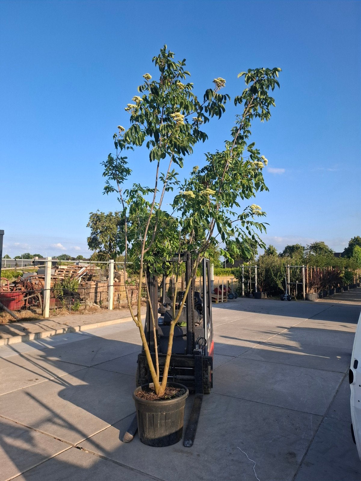 meerstammige bijenboom Tetradium daniellii 300 cm, Overige soorten, Zomer, Ophalen, Volle zon