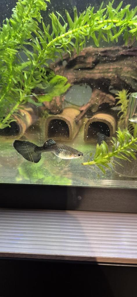 5 grote raszuivere blue moscow vrouwtjes guppen, Vis, Zoetwatervis