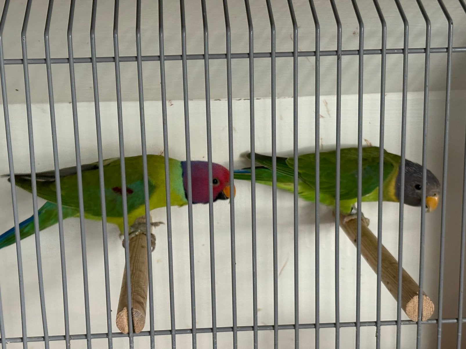Koppel pruimkoppen, Dieren en Toebehoren, Meerdere dieren, Parkiet, Geringd