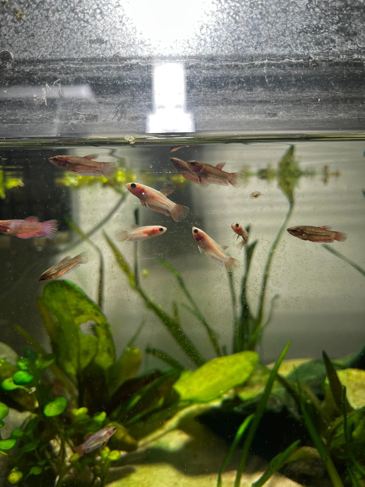 Jonge Beta vissen, Dieren en Toebehoren, Vis