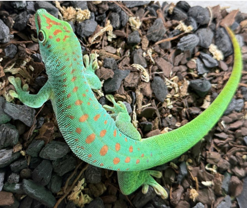 Phelsuma grandis vrouwtjes gezocht, Dieren en Toebehoren, Reptielen en Amfibieën, Hagedis, 0 tot 2 jaar