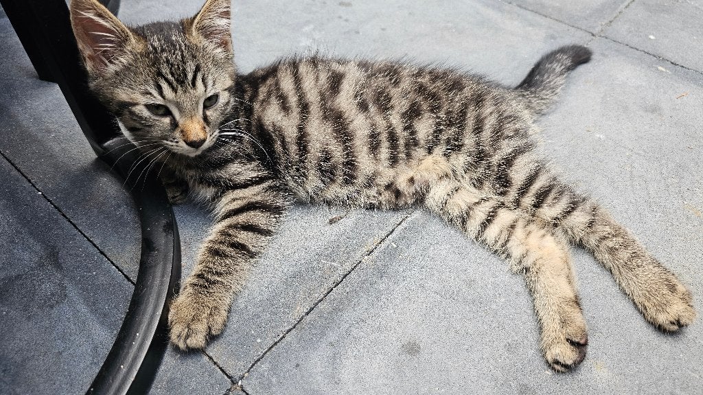 3 Schitterende, Lieve en Tamme Kittens! 2 Poes, 1 Kater!, Poes, Kortharig, 0 tot 2 jaar