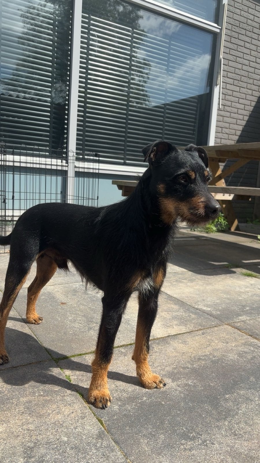 Jackrussel black and tan, Dieren en Toebehoren, Jack Russell Terriër, Reu, Eén hond, 3 tot 5 jaar