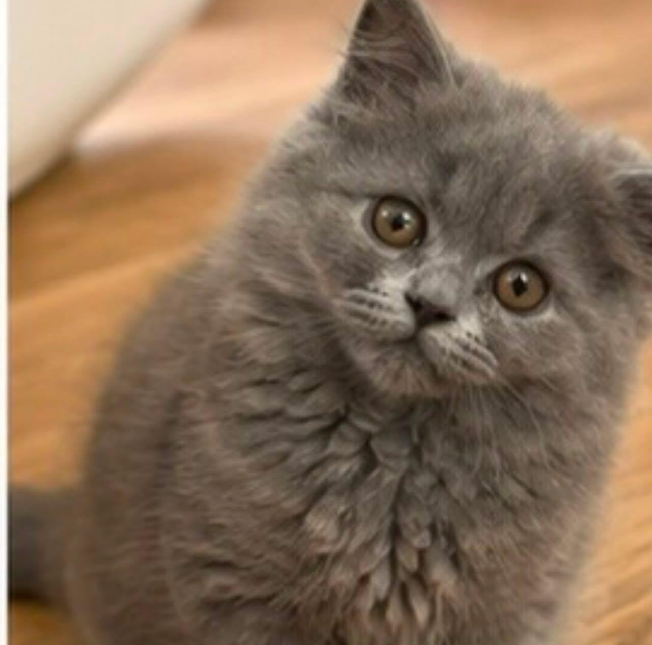prachtige superlieve blauwe britse korthaar kitten, Dieren en Toebehoren, Katten en Kittens | Raskatten | Korthaar, Poes, Ontwormd