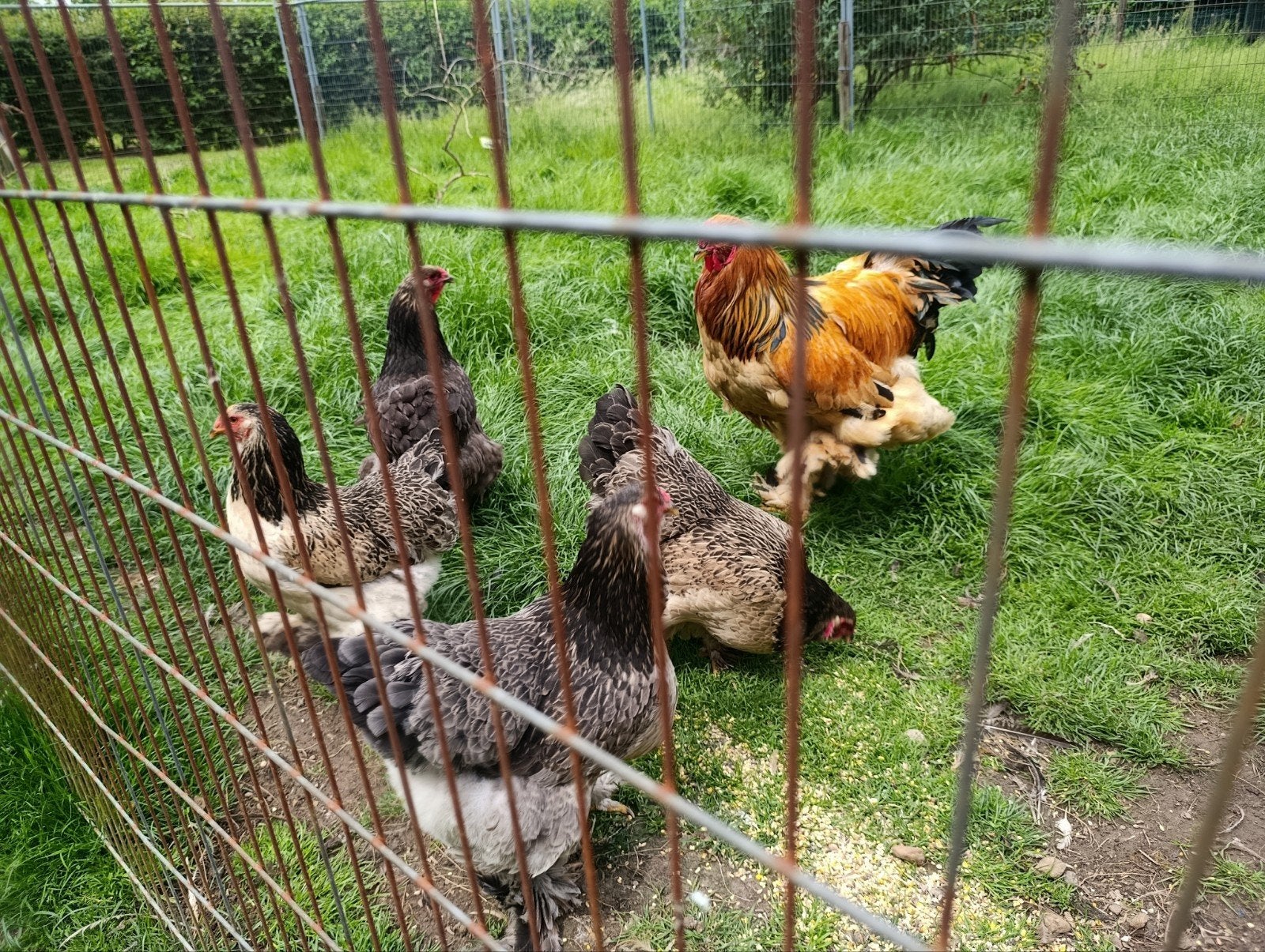 Brahma Goudkwartel Hennen, Dieren en Toebehoren, Pluimvee, Vrouwelijk, Kip
