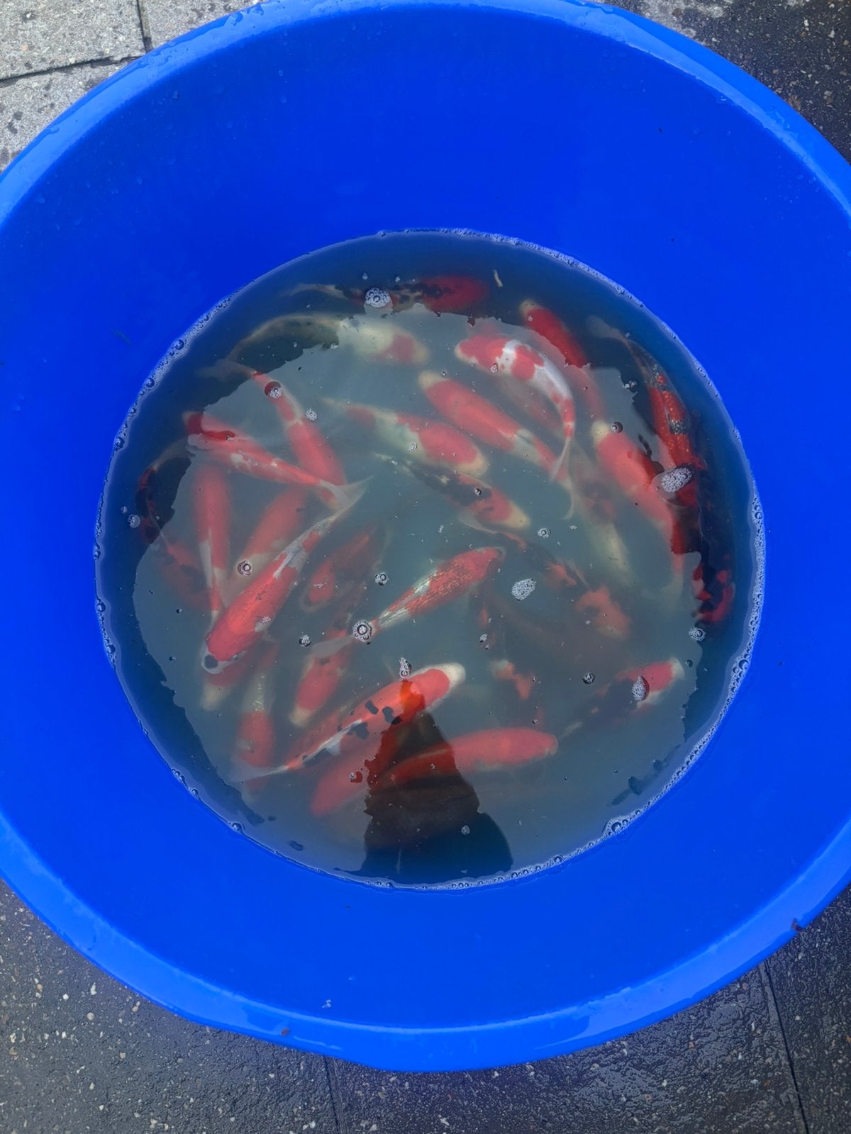 Japanse jumbo tossai mix, Karper of Koi