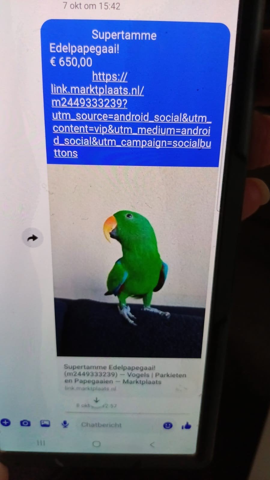 edelpapegaai COCO, Dieren en Toebehoren, Mannelijk, Papegaai