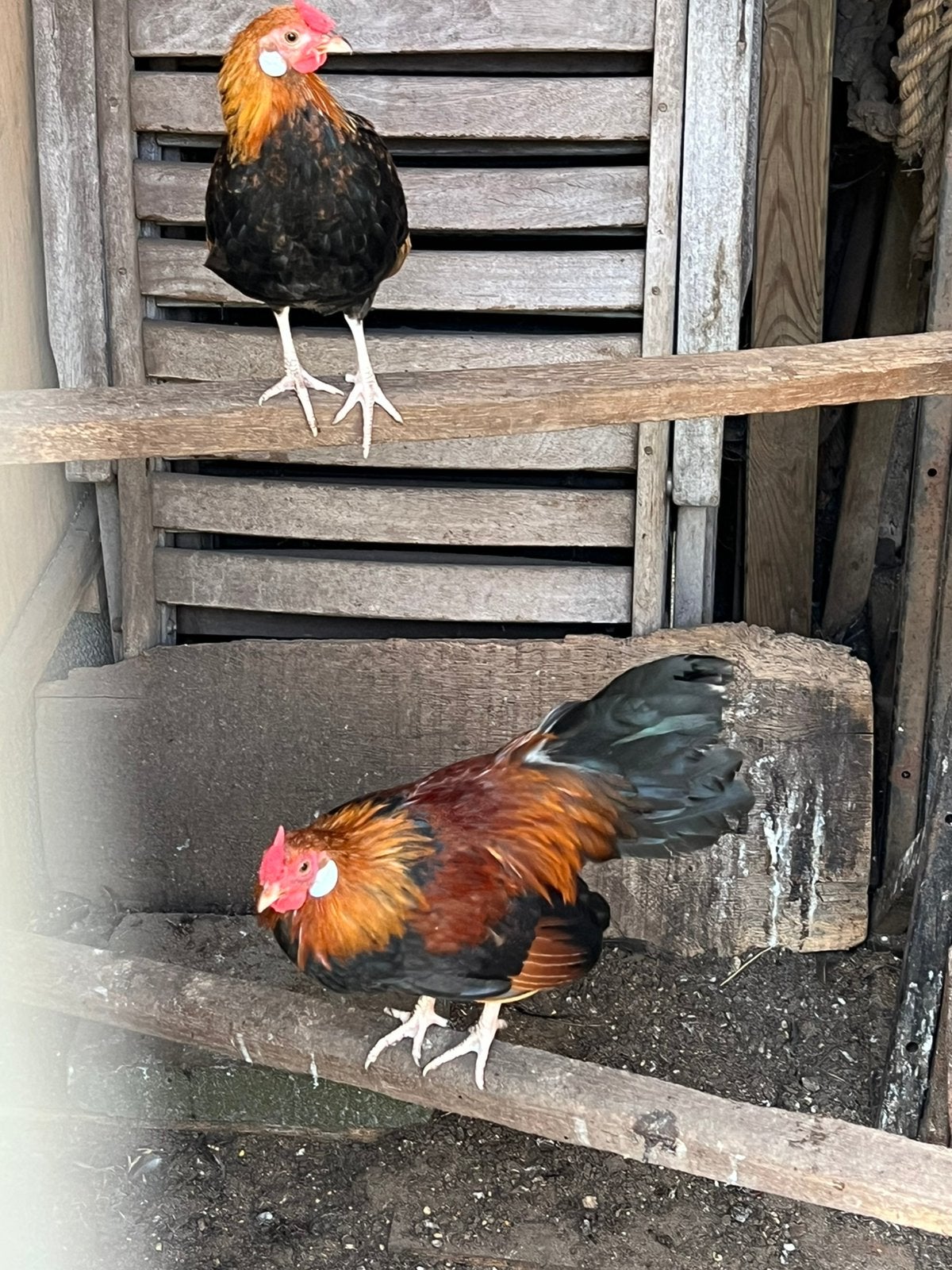 Java kriel haantjes, Dieren en Toebehoren, Mannelijk, Kip